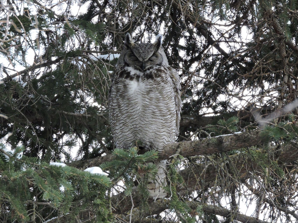 Great Horned Owl - ML319626981
