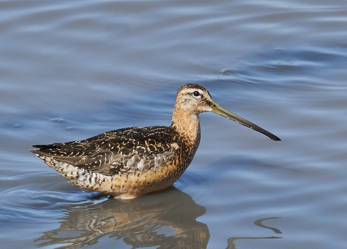 Long-billed Dowitcher - ML31962781
