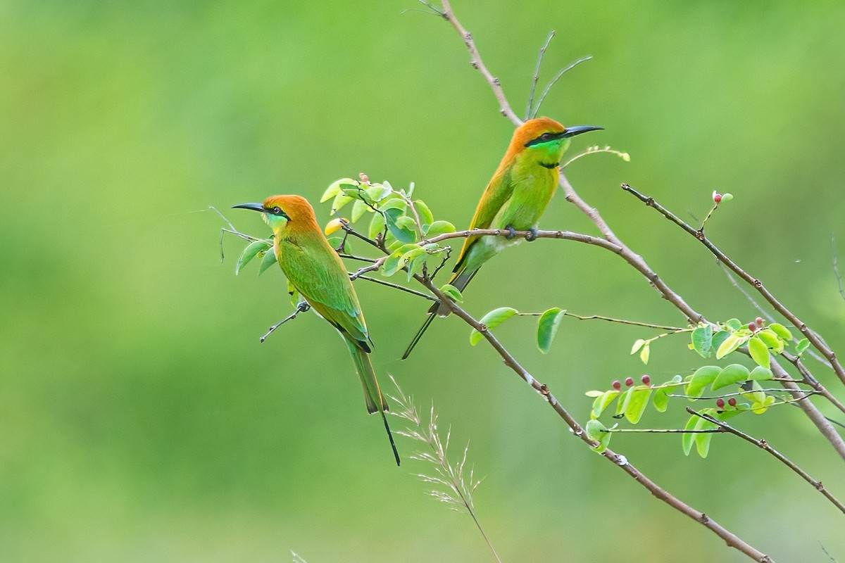Asian Green Bee-eater - ML319628691