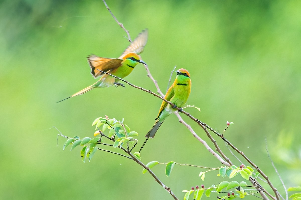 Asian Green Bee-eater - ML319628701