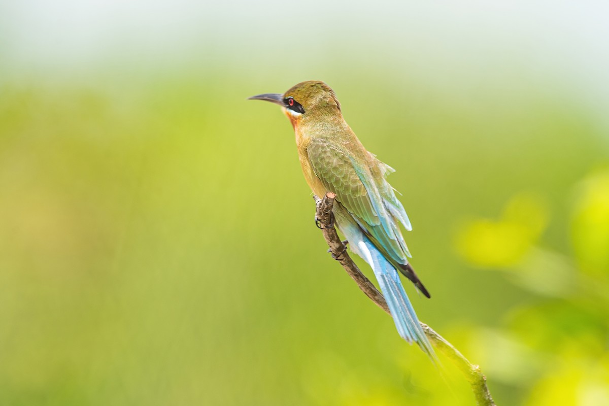Blue-tailed Bee-eater - ML319629181