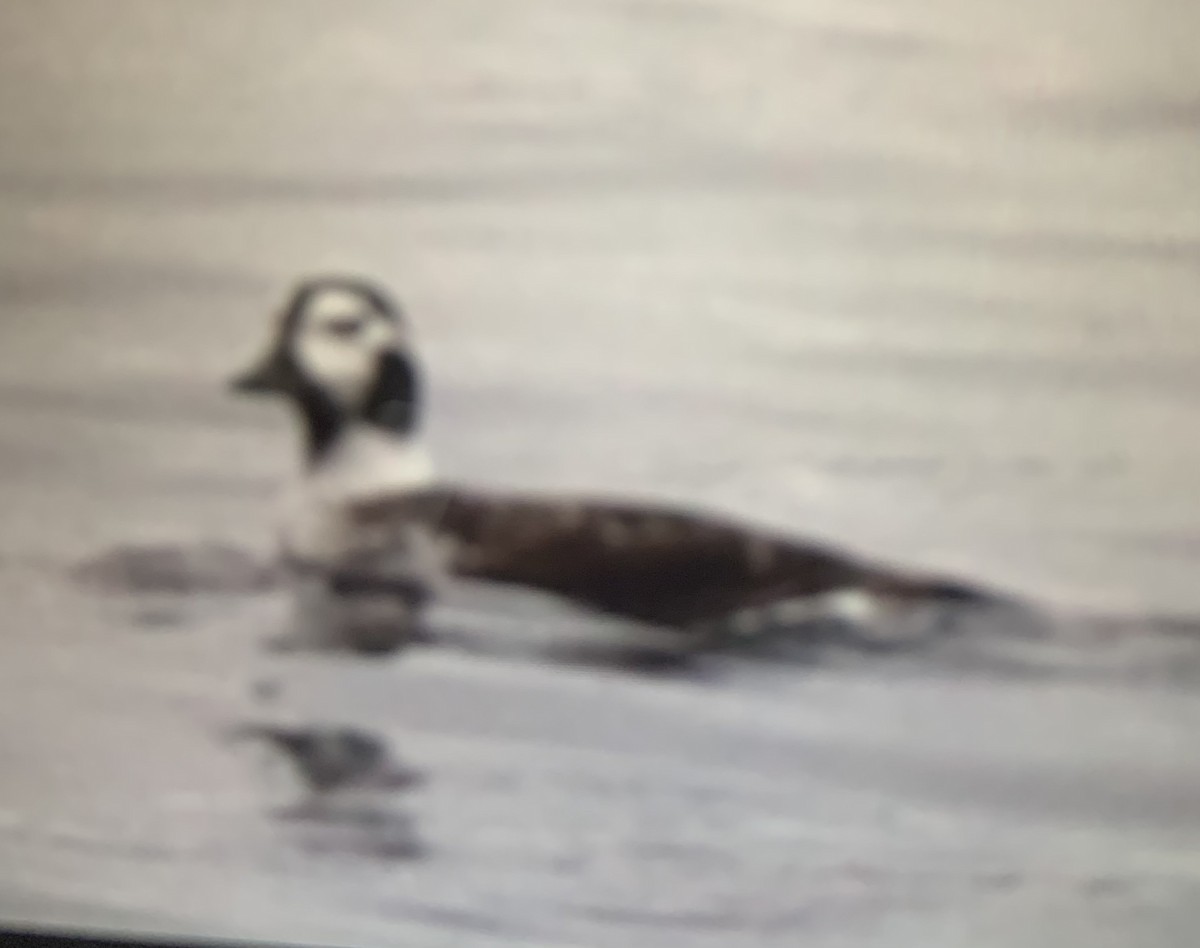 Long-tailed Duck - ML319630961