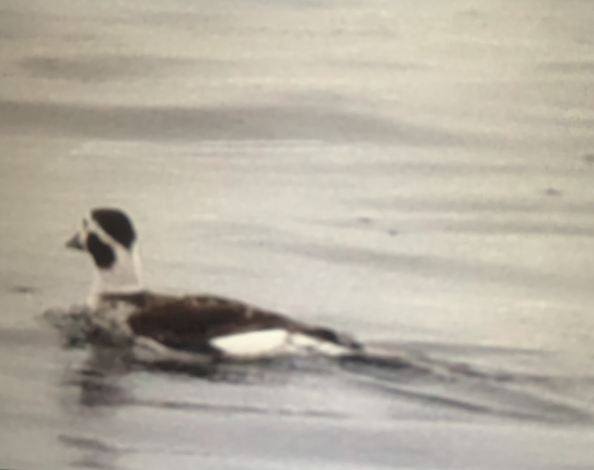Long-tailed Duck - ML319631021