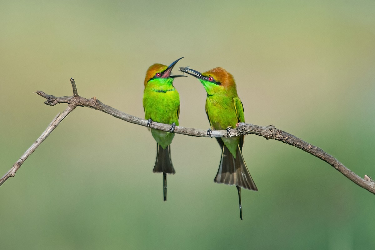 Asian Green Bee-eater - ML319631131