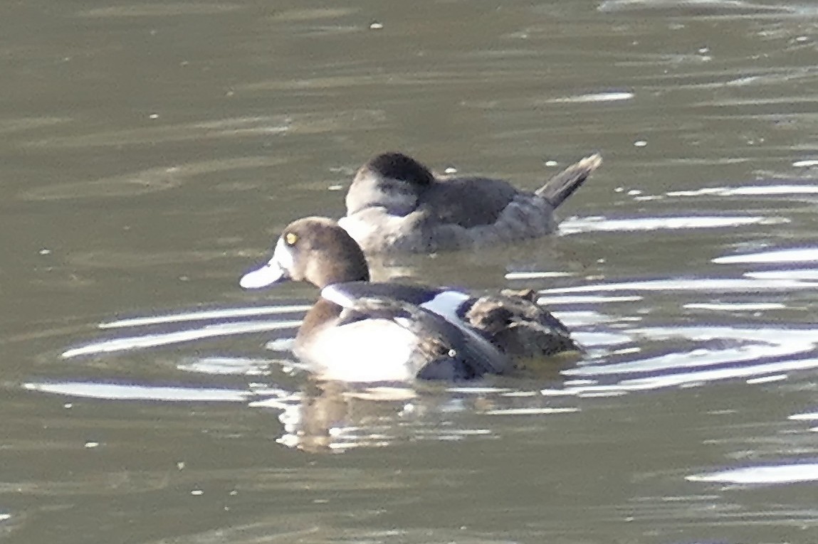 Greater Scaup - ML319632921