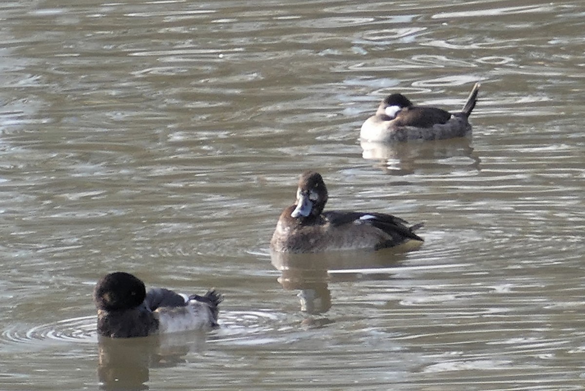 Greater Scaup - ML319632931