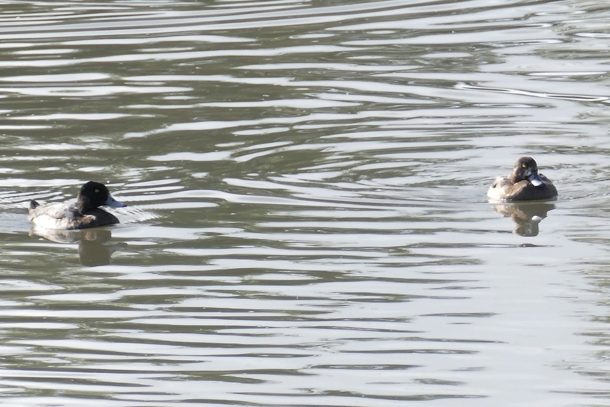 Greater Scaup - ML319632961