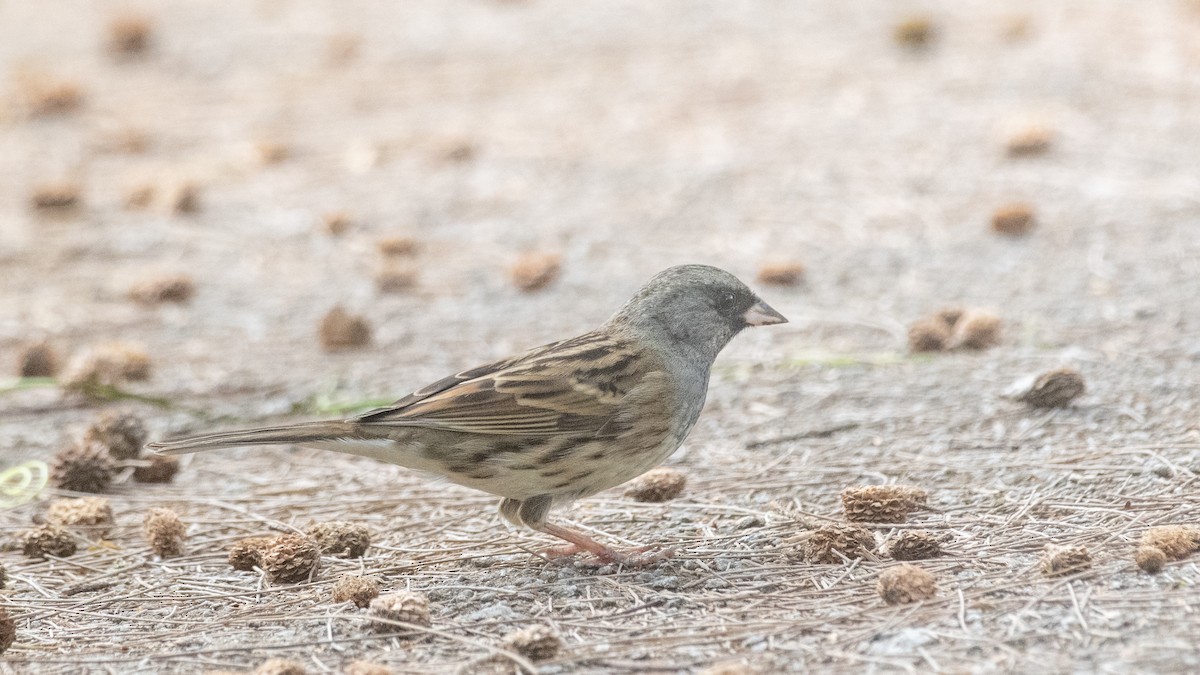 Black-faced/Masked Bunting - ML319639321