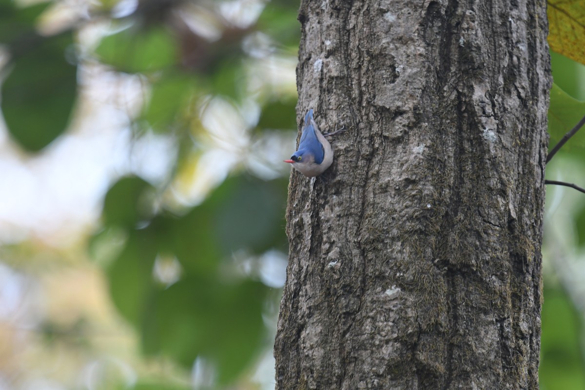 Velvet-fronted Nuthatch - ML319642521