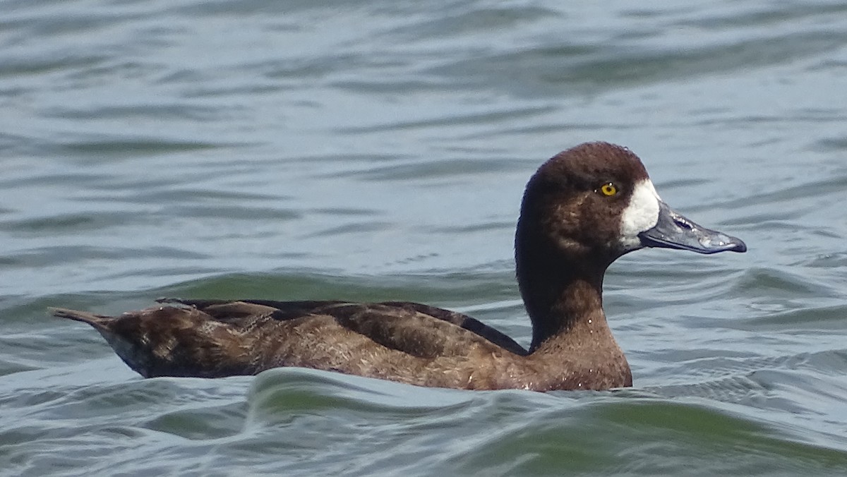 Greater Scaup - ML319649091