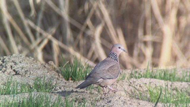 Spotted Dove - ML319649881