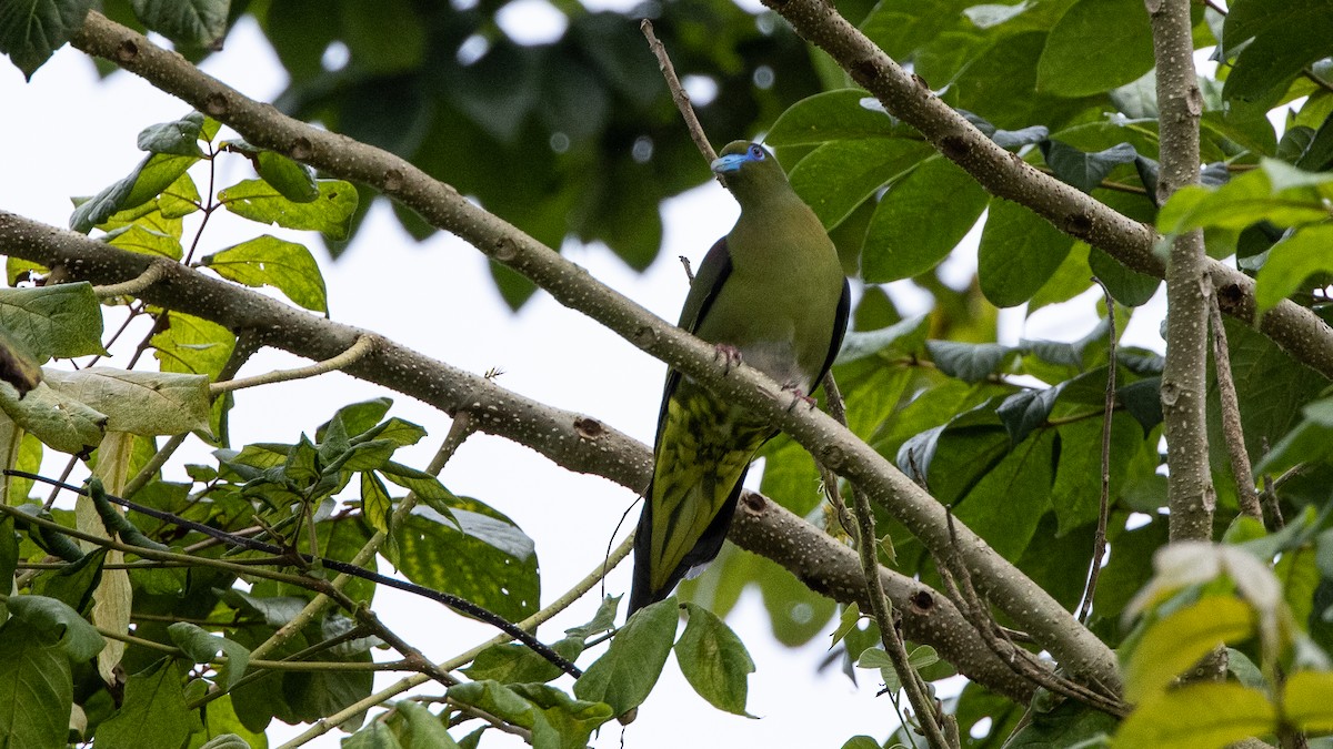 Yellow-vented Green-Pigeon - ML319650641