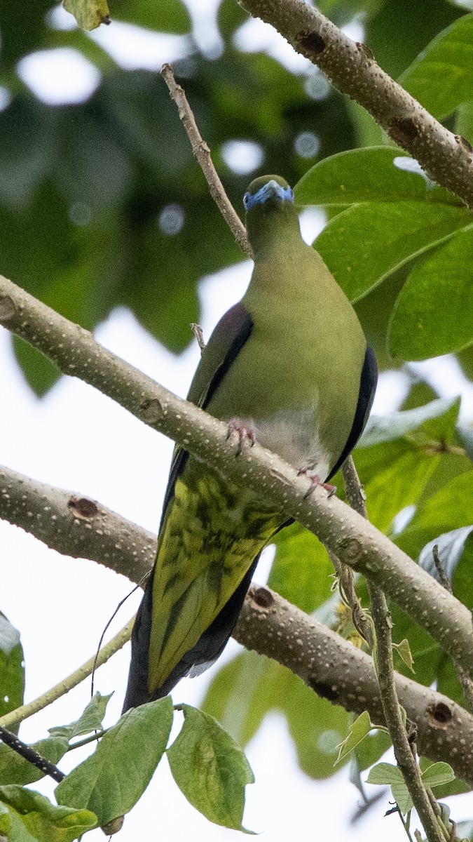 Yellow-vented Green-Pigeon - ML319650721