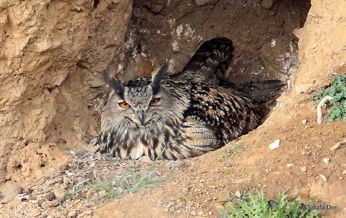 Eurasian Eagle-Owl - Fanis Theofanopoulos (ASalafa Deri)