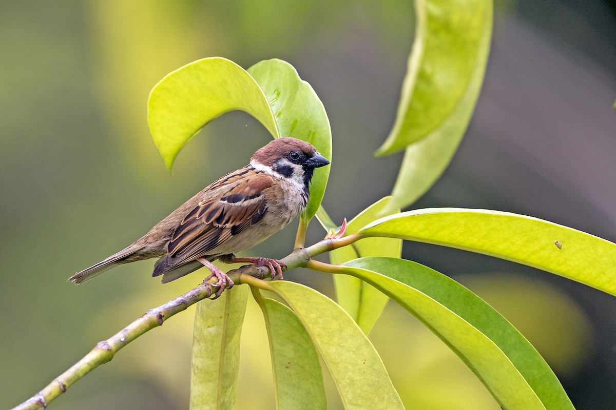 Eurasian Tree Sparrow - ML319653031