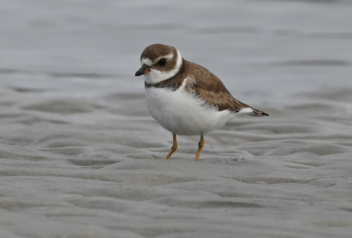 Semipalmated Plover - ML319654751