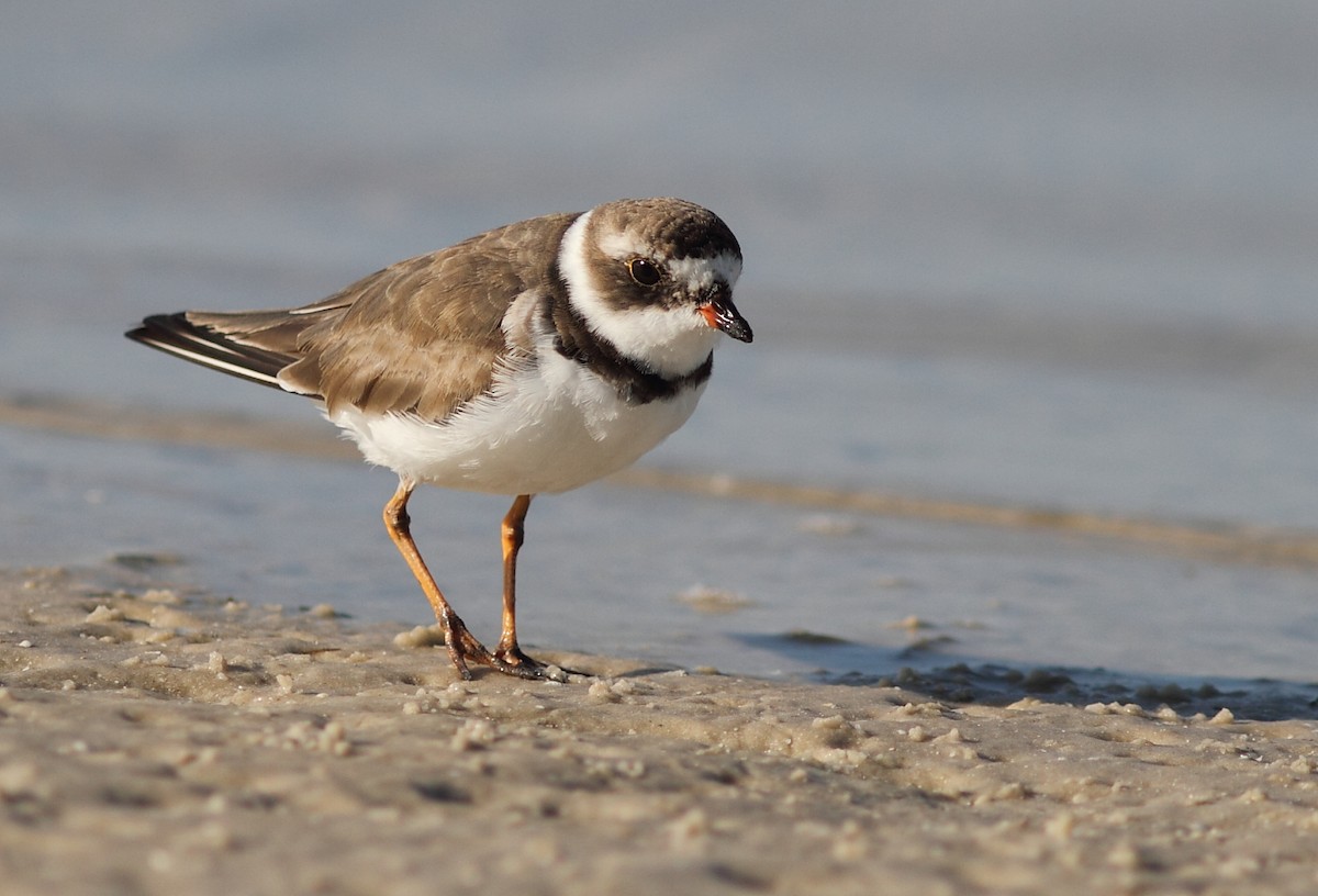Semipalmated Plover - ML319657501