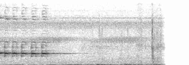 Graubrust-Ameisendrossel - ML31967