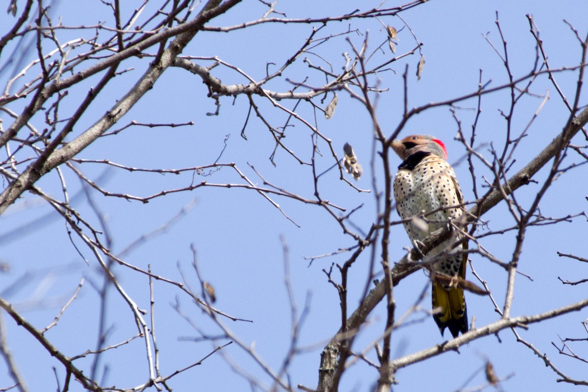 Northern Flicker (Yellow-shafted) - ML319670061