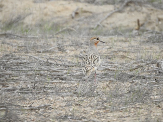 Dorsal view (subspecies <em class="SciName notranslate">pallidus</em>). - Tawny-throated Dotterel - 