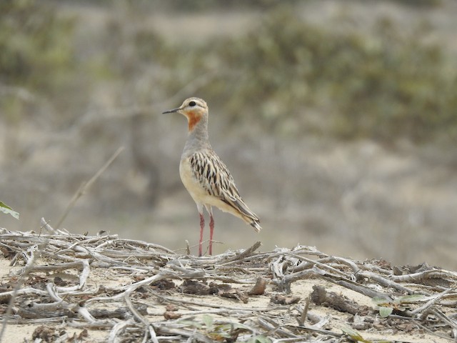 Lateral view (subspecies <em class="SciName notranslate">pallidus</em>). - Tawny-throated Dotterel - 