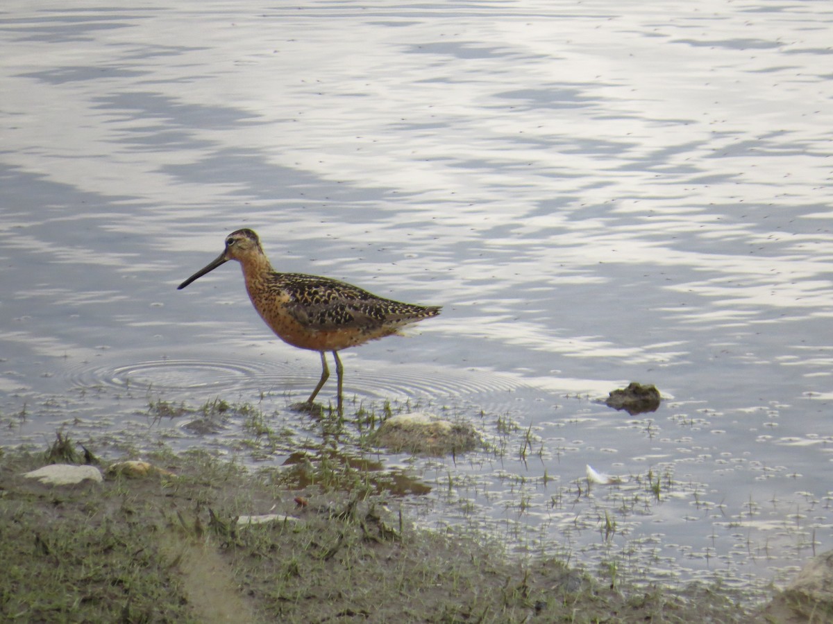 Long-billed Dowitcher - Peter Keyel