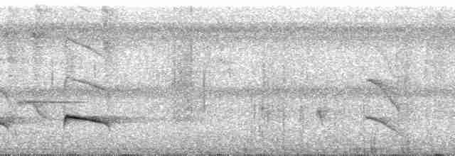 Iheringameisenschlüpfer (oreni) - ML31968