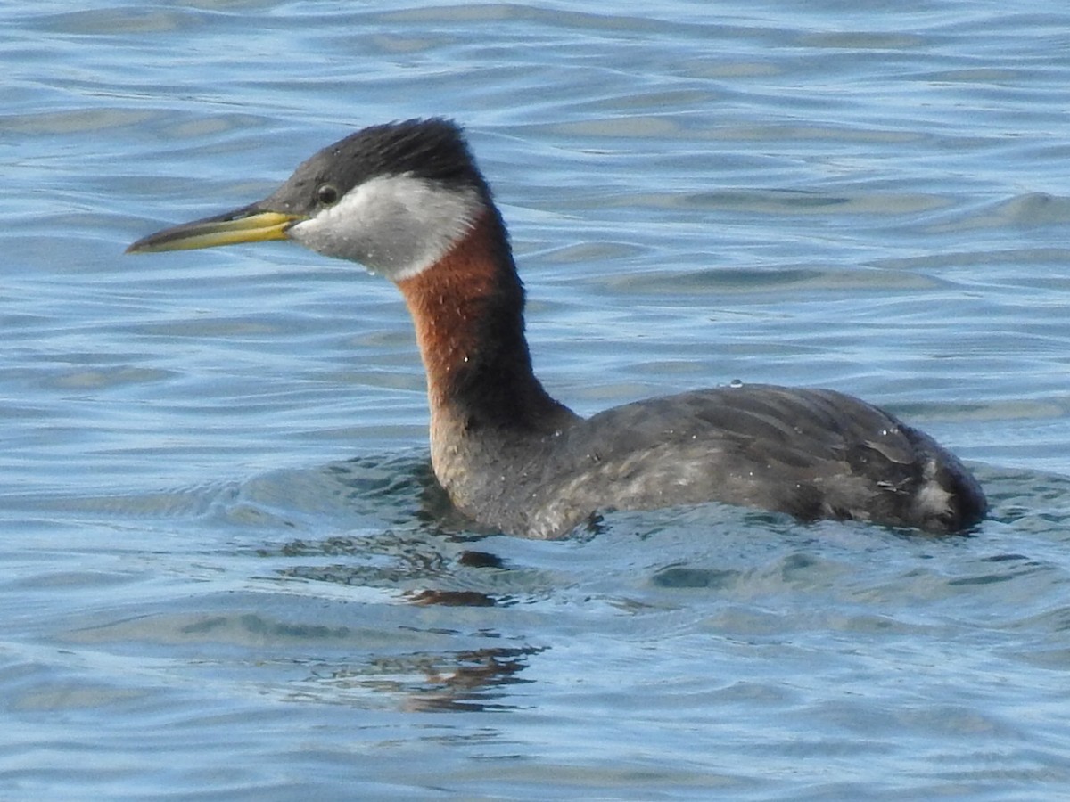 Red-necked Grebe - ML319689301