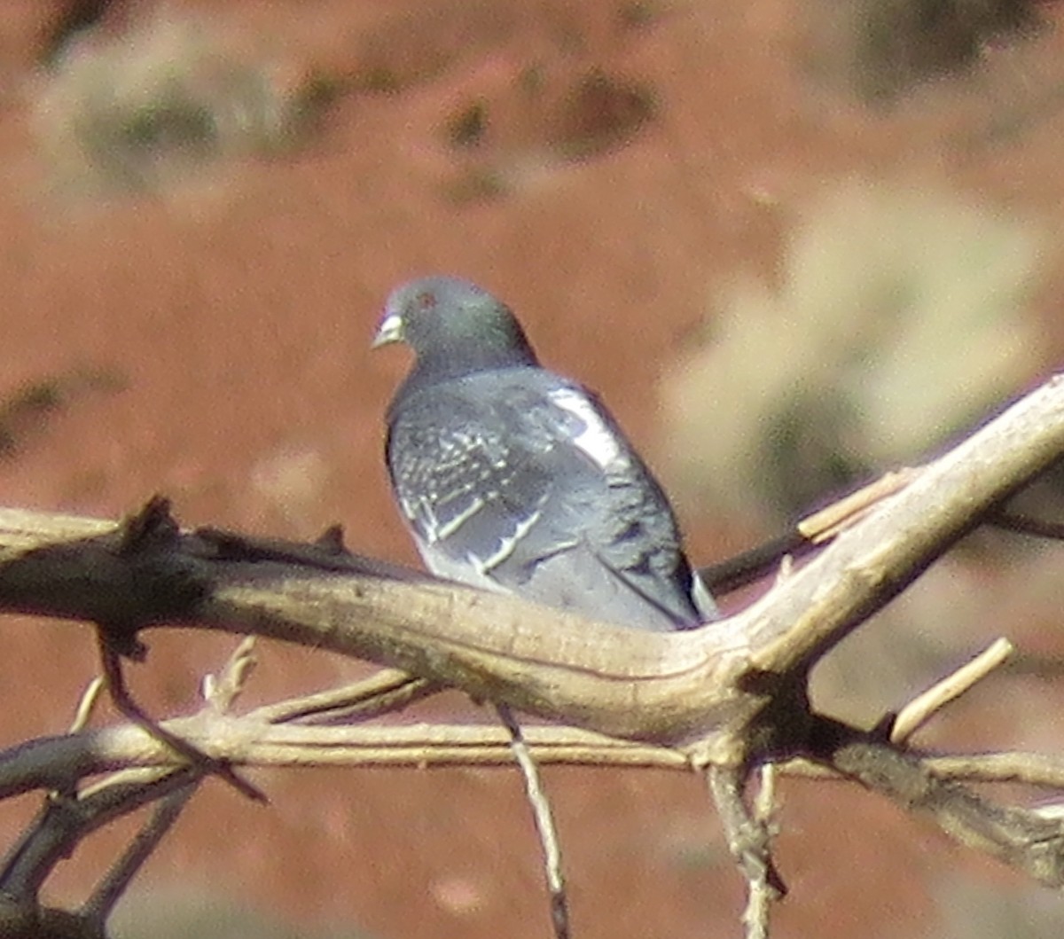 Rock Pigeon (Feral Pigeon) - Stephen Heinrich