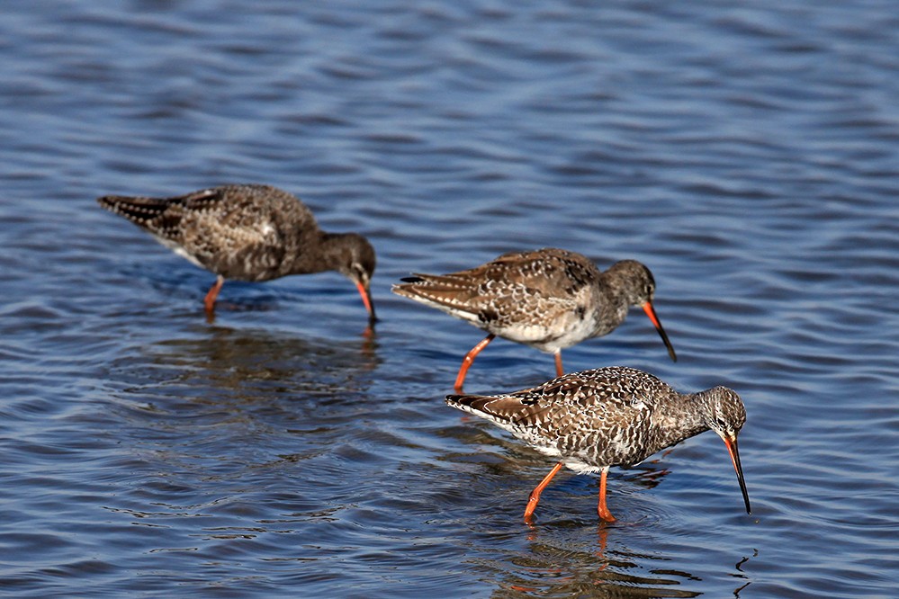Spotted Redshank - Peter Han