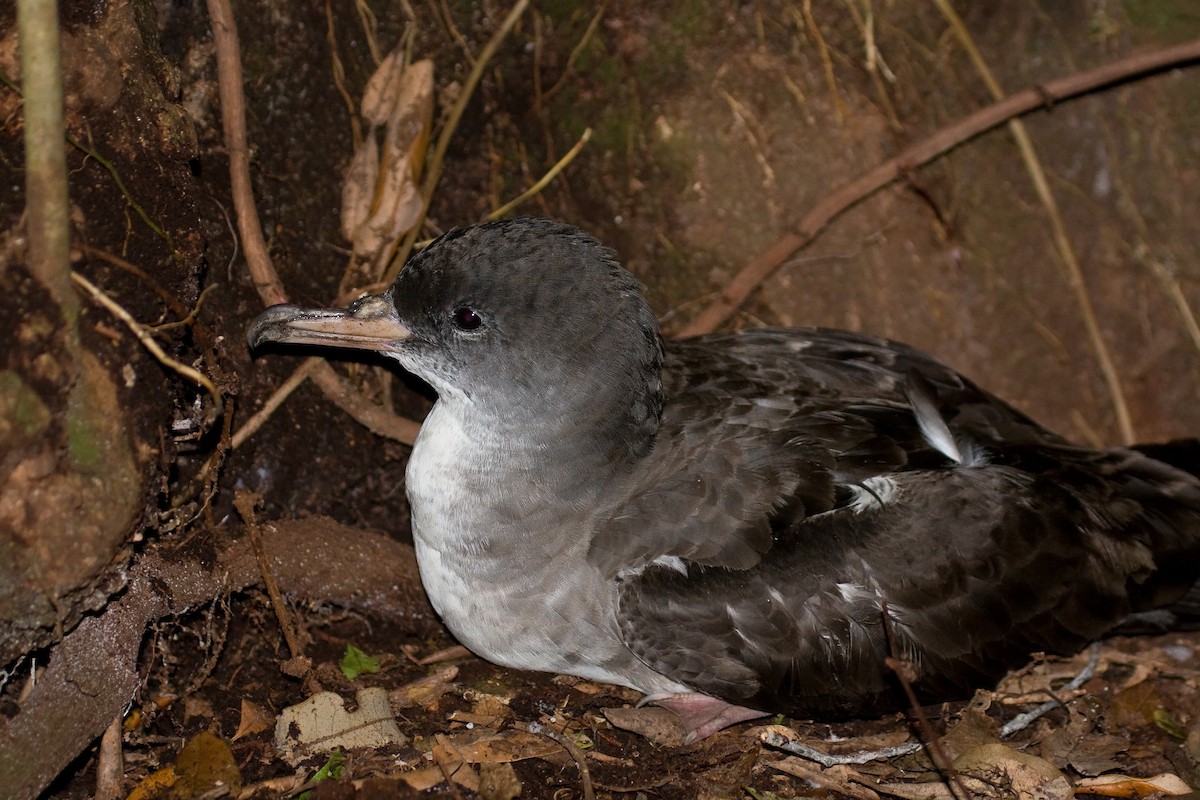 Pink-footed Shearwater - ML319701391
