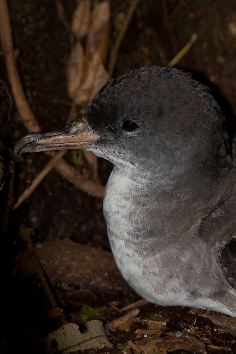 Pink-footed Shearwater - ML319701491