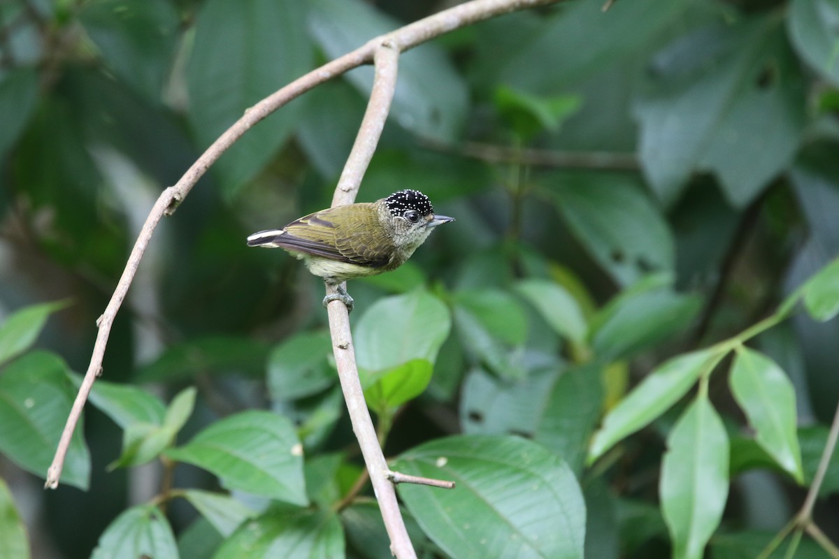 Fine-barred Piculet - ML319703741