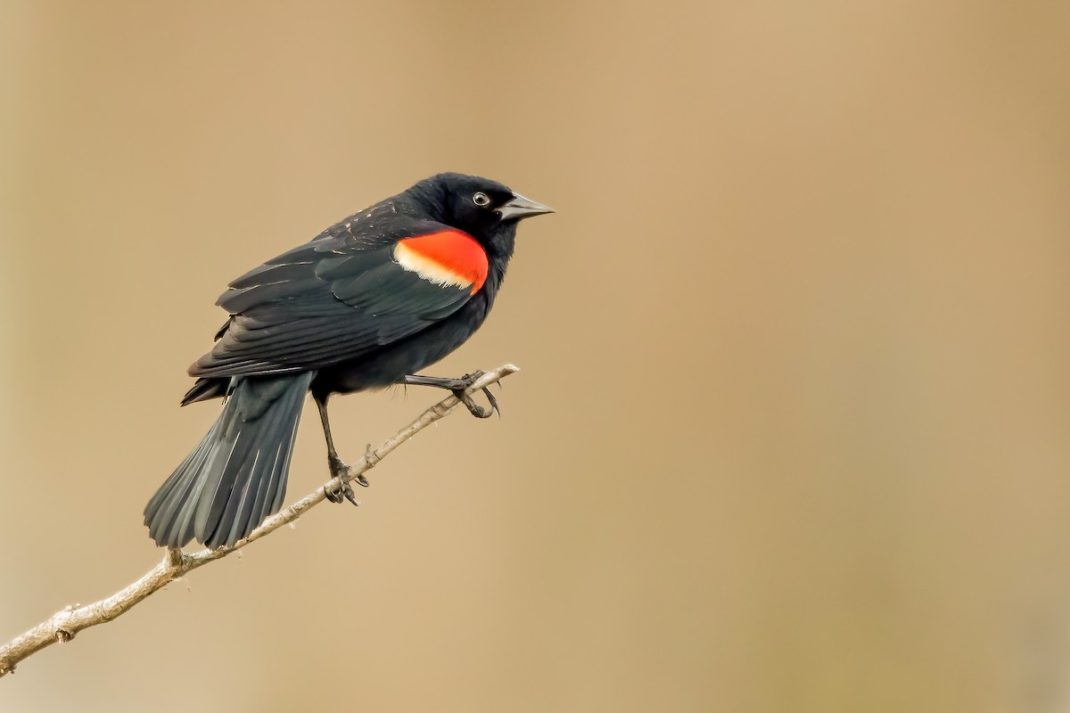 Red-winged Blackbird - Matthew Plante