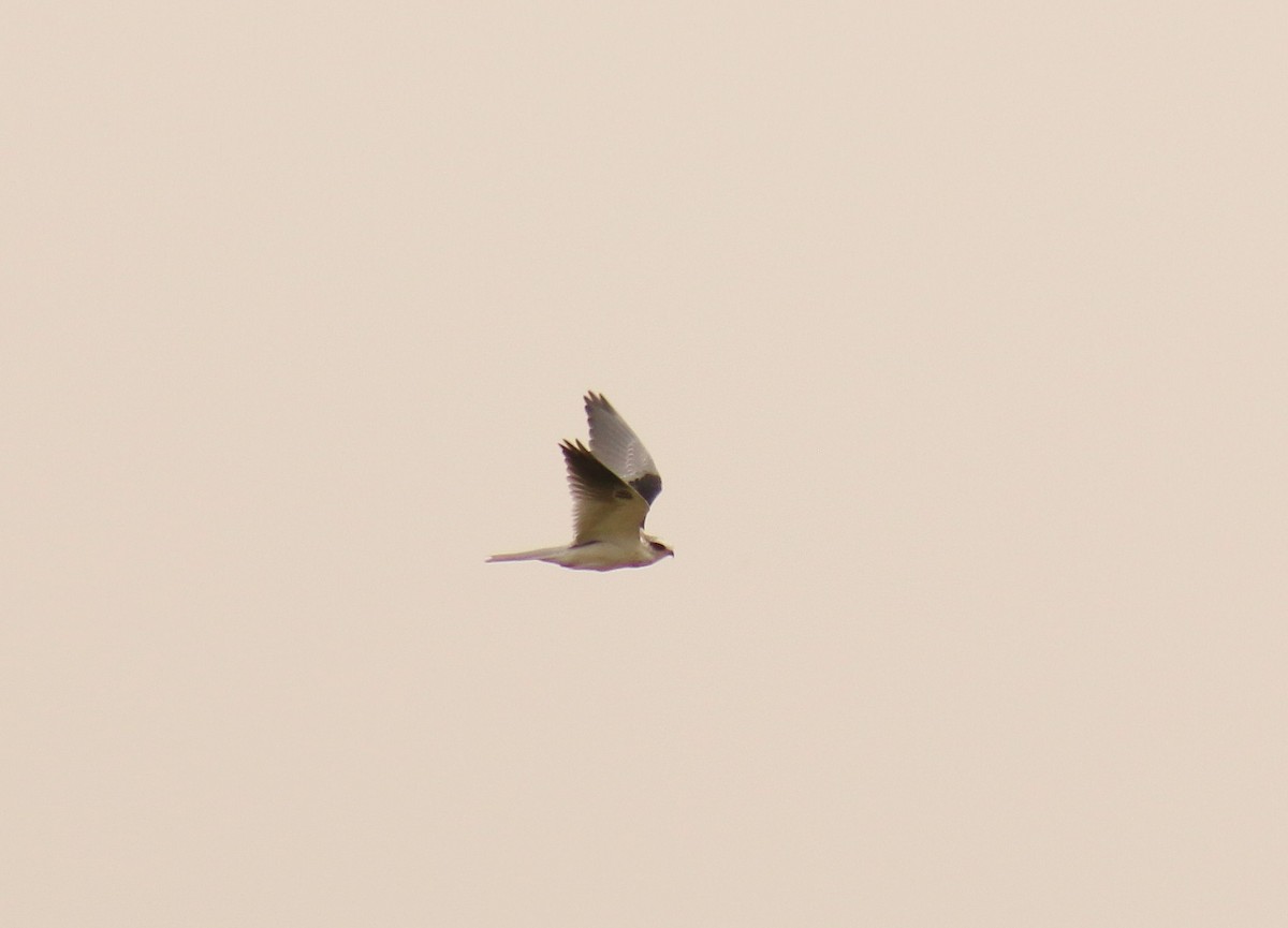 White-tailed Kite - Anuar López
