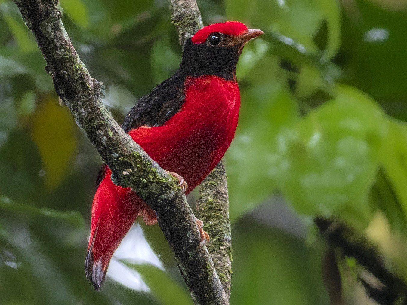 Black-necked Red-Cotinga - Andres Vasquez Noboa