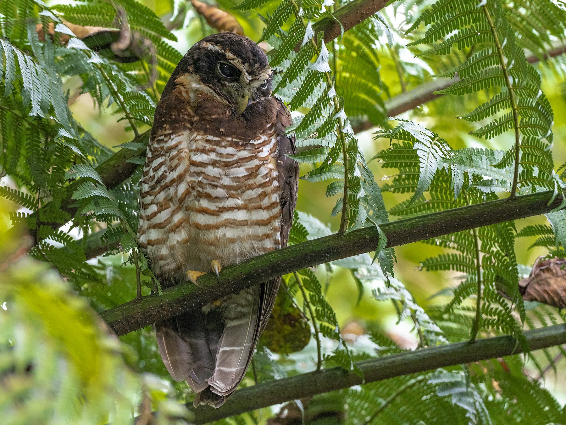 アカオビメガネフクロウ Ebird