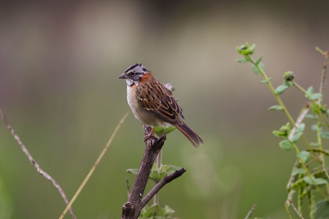 Rufous-collared Sparrow - LAERTE CARDIM