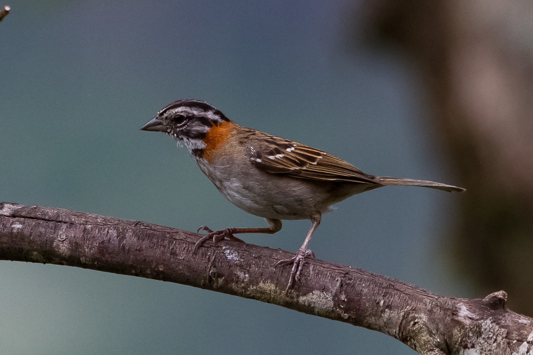 Rufous-collared Sparrow - ML319715991