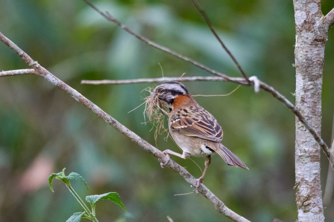 Rufous-collared Sparrow - LAERTE CARDIM
