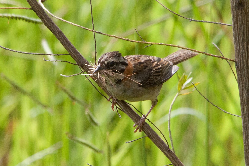Rufous-collared Sparrow - ML319716011