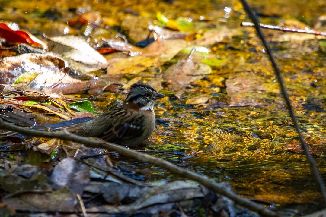 Rufous-collared Sparrow - ML319716041