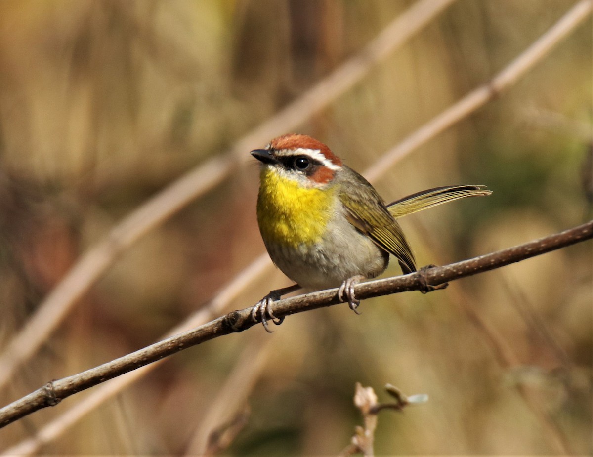 Rufous-capped Warbler (rufifrons Group) - ML319722071