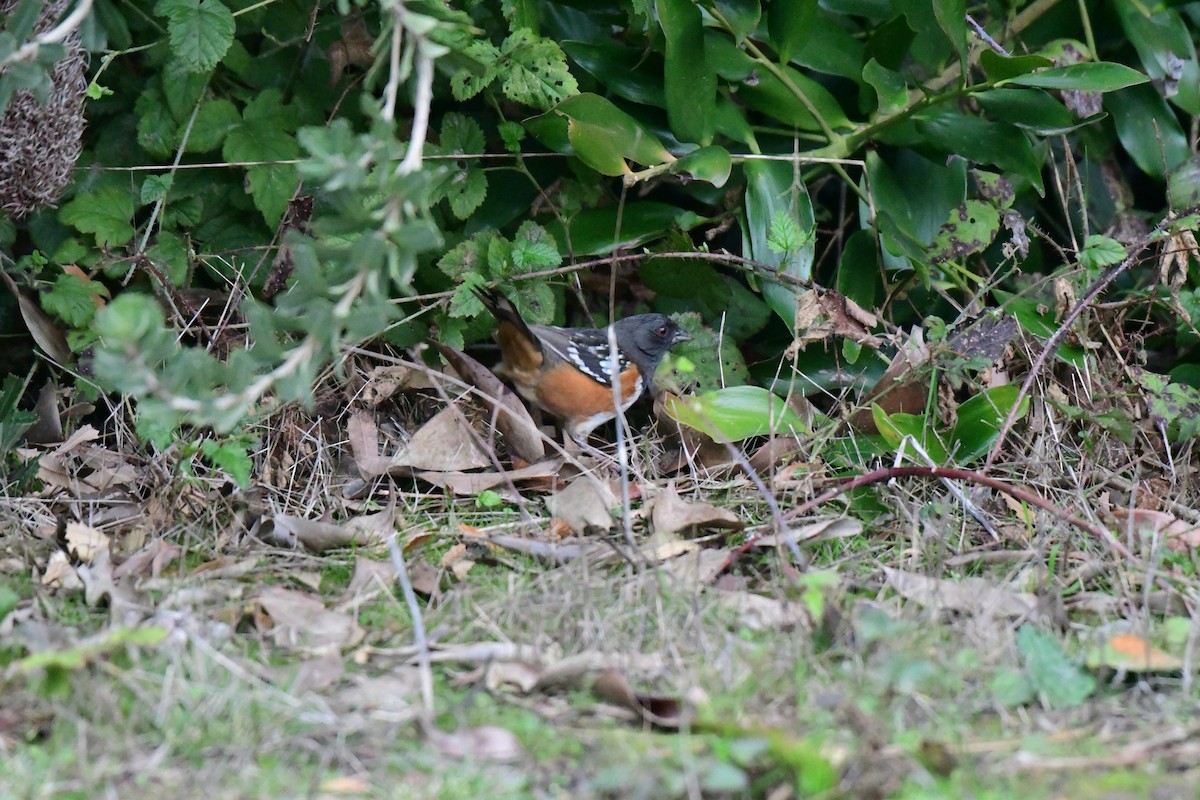 Spotted Towhee - ML319724061