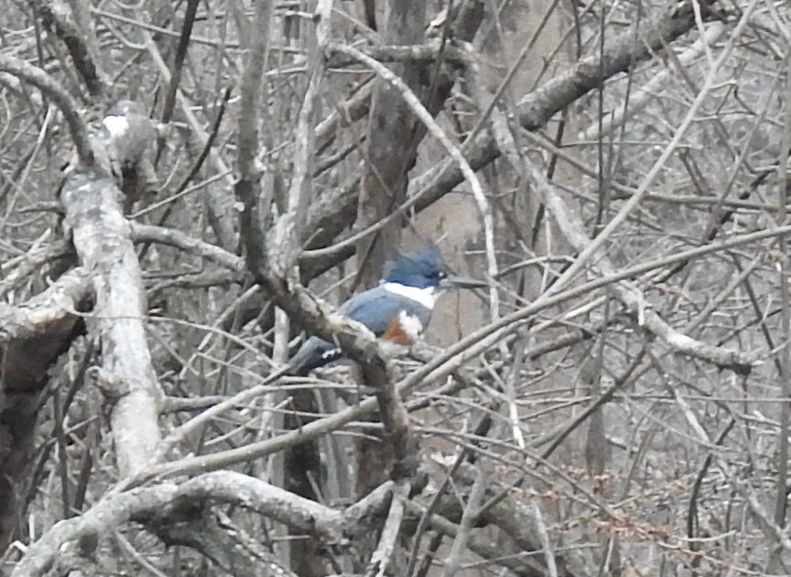 Belted Kingfisher - ML319725591