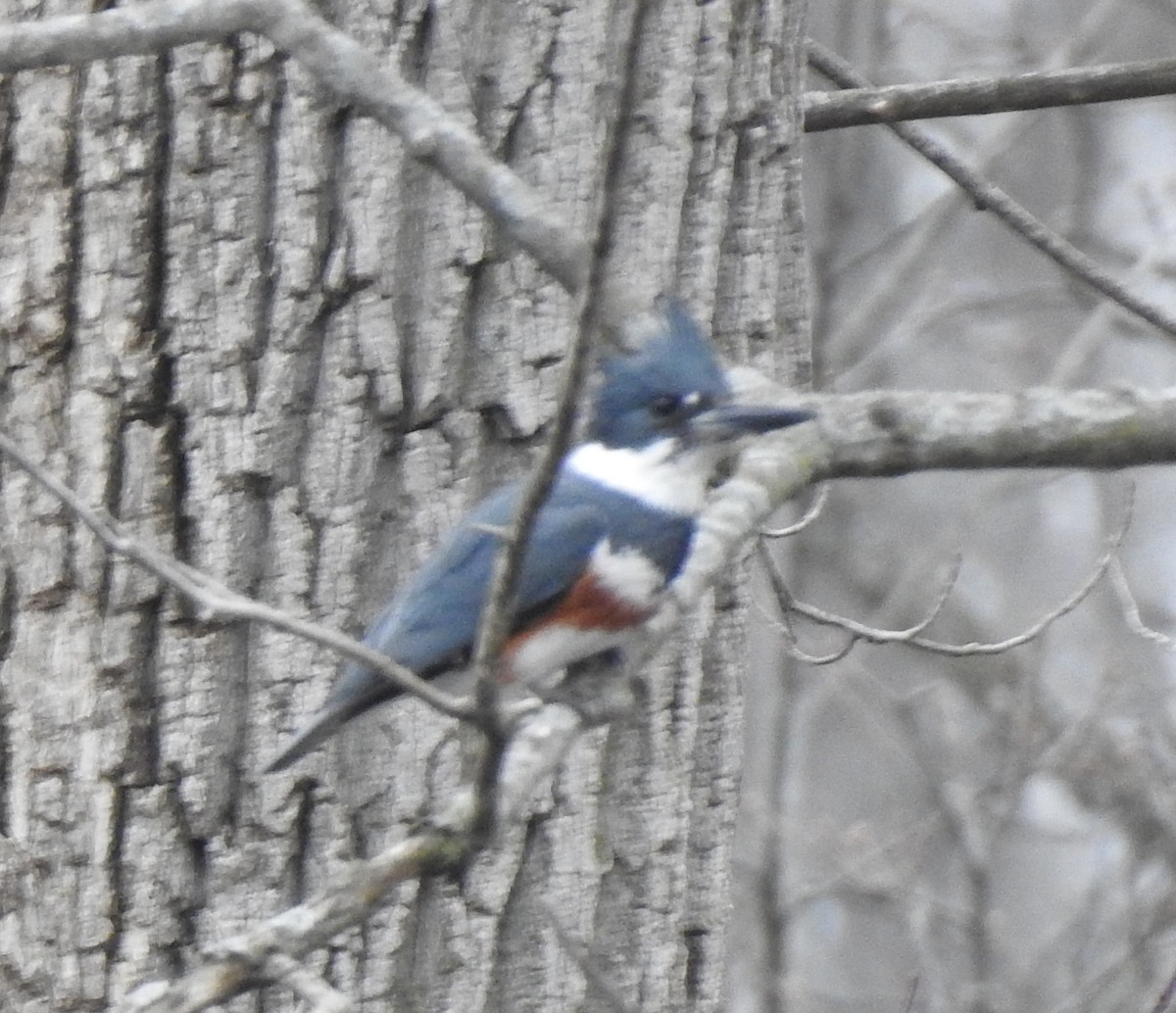 Belted Kingfisher - ML319725611