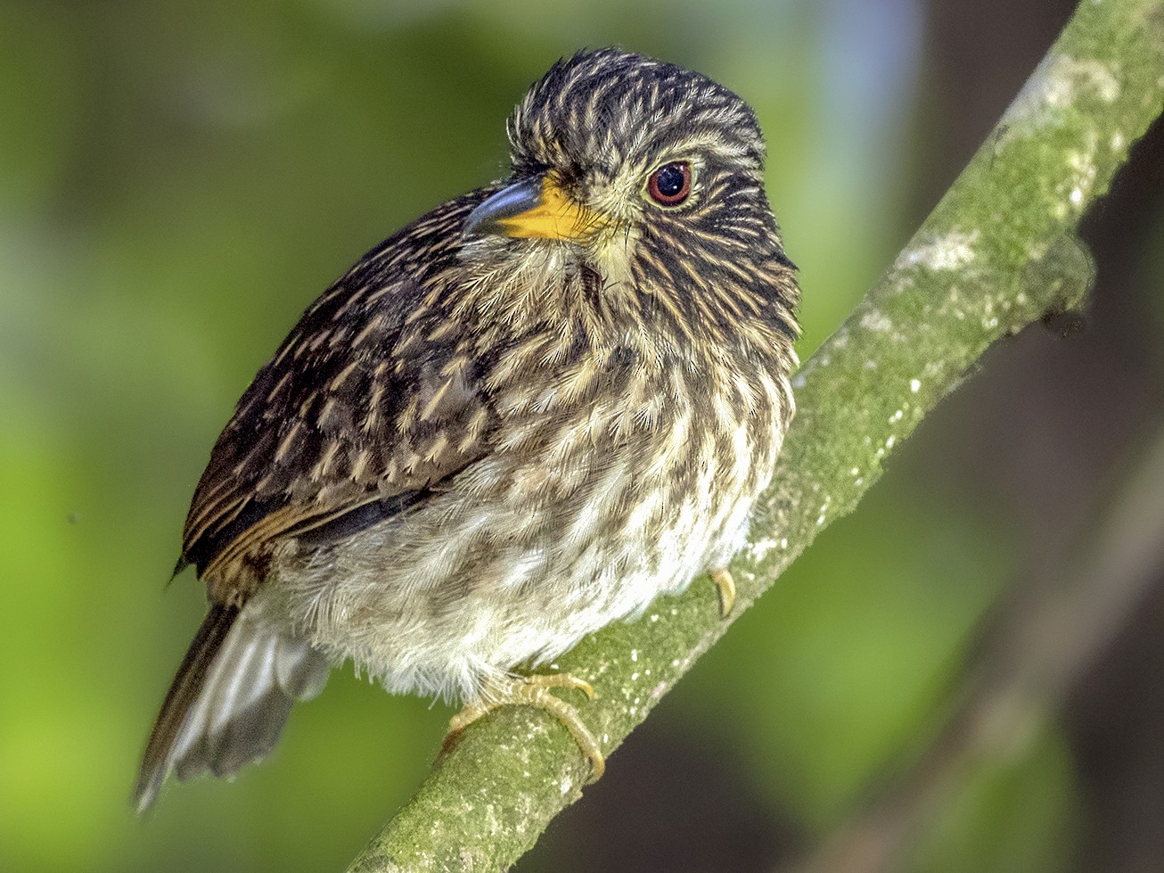White-chested Puffbird - eBird