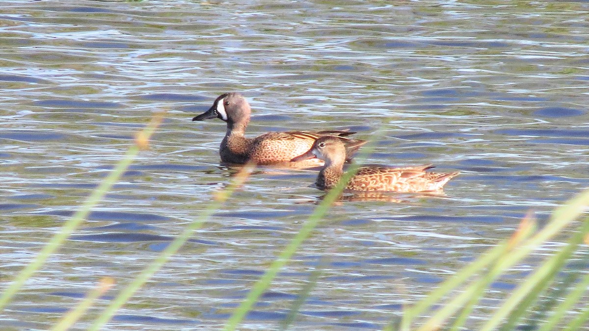 Blue-winged Teal - ML319744781