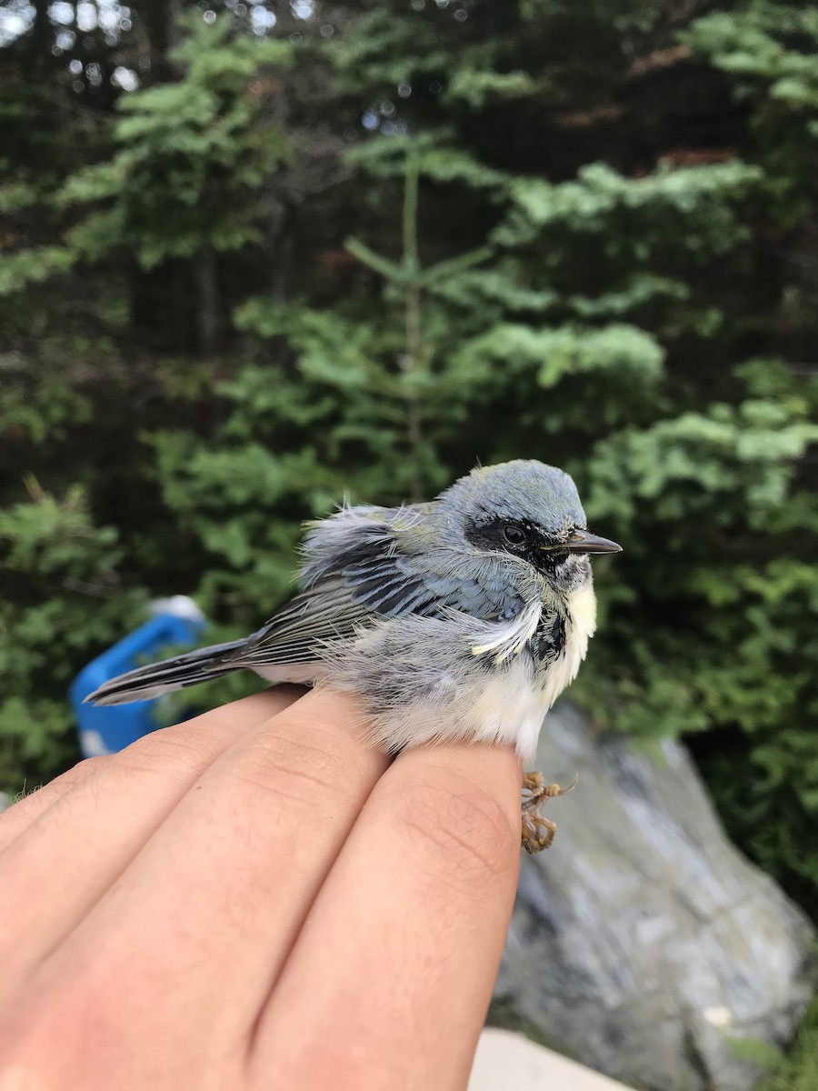Black-throated Blue Warbler - ML319749831