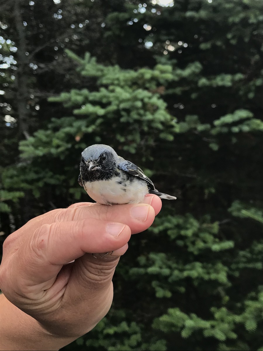 Black-throated Blue Warbler - ML319749841